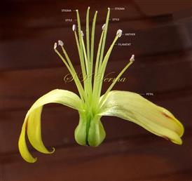  Flower with calyx removed